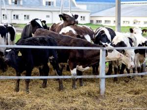 Віцебская вобласьць - сярод лідэраў па прыпісках